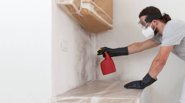 Professional Basement Mold Removal technician working in Langhorne, PA