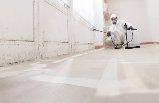 24/7 Emergency Basement Mold Removal experts in Langhorne, PA