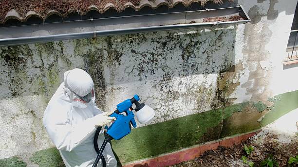Top rated local Basement Mold Removal specialists in Langhorne, PA